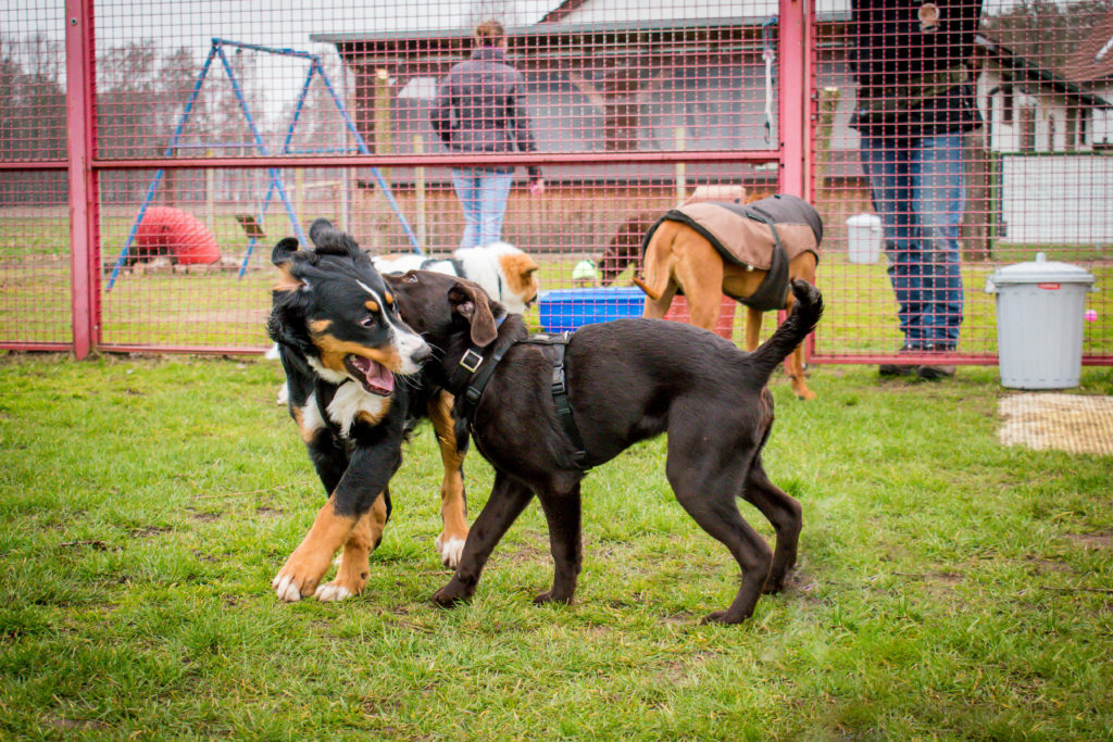 Welpenstunde in der Hundeschule Gütersloh