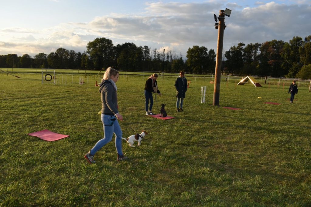 Erziehungskurse in der Hundeschule Gütersloh