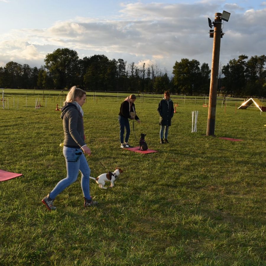 Erziehungskurse in der Hundeschule Gütersloh