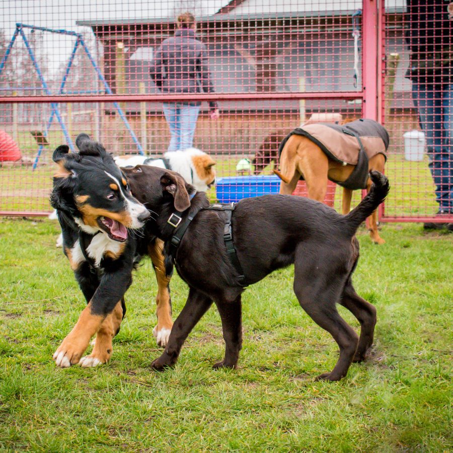 Welpenstunde in der Hundeschule Gütersloh